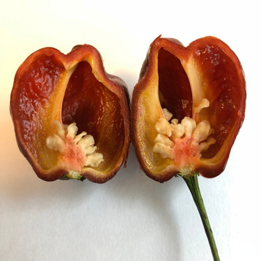 Habanero Chocolate - Seeds - The Pepper Pantry (Formerly Marie Sharp's)